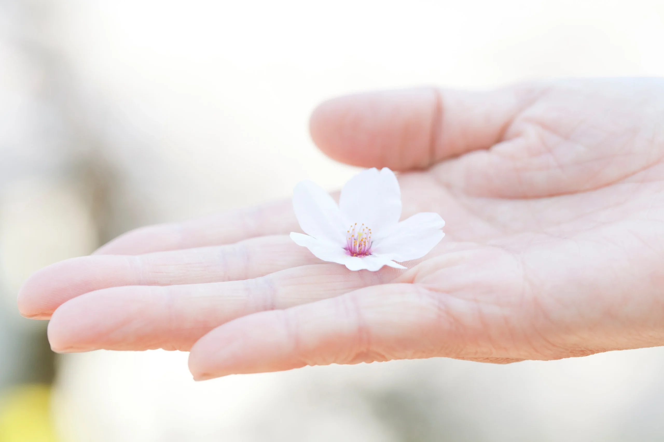 桜の花びらと手のひら